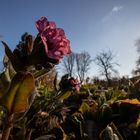 Pulmonaria VI