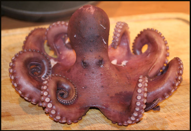 Pulpo 2