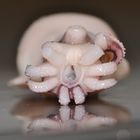 Pulpo