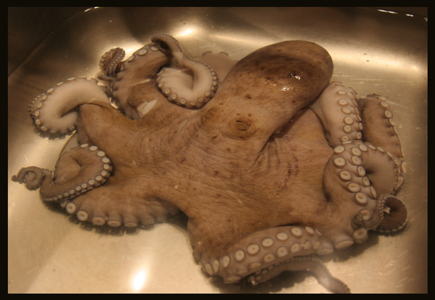 Pulpo