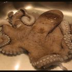 Pulpo