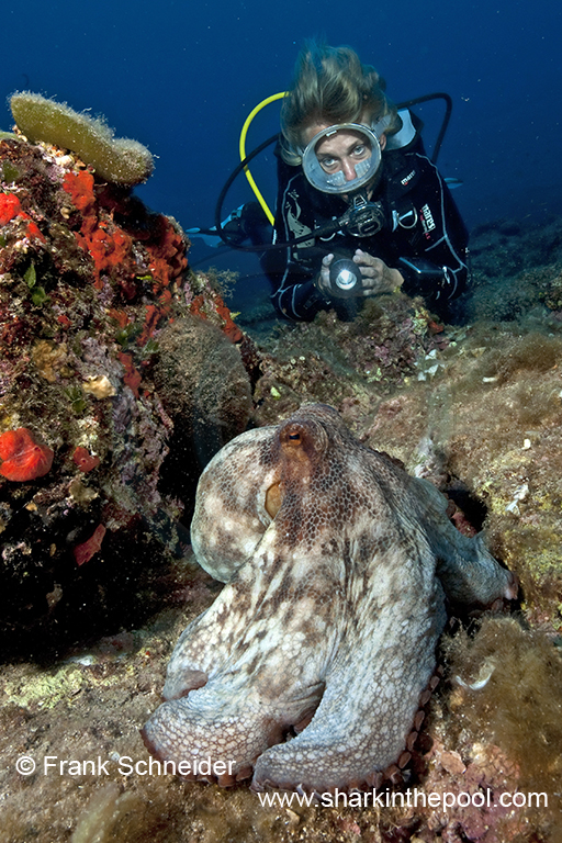 Pulpo / Mediterraneo; Sardegna / Italia