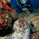 Pulpo / Mediterraneo; Sardegna / Italia