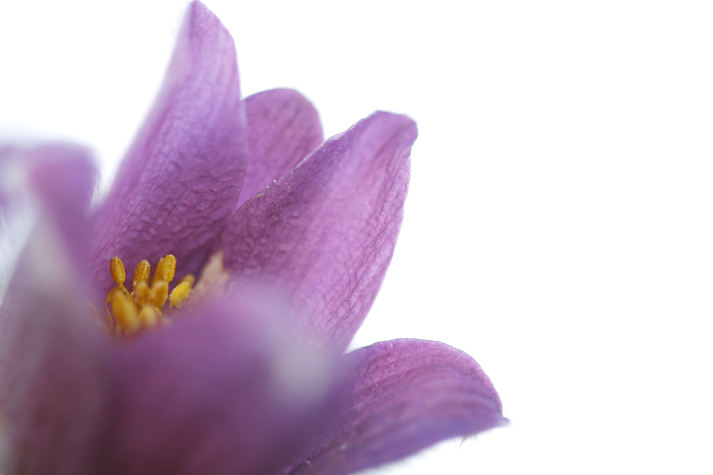 Pulsatilla by Artibeus 