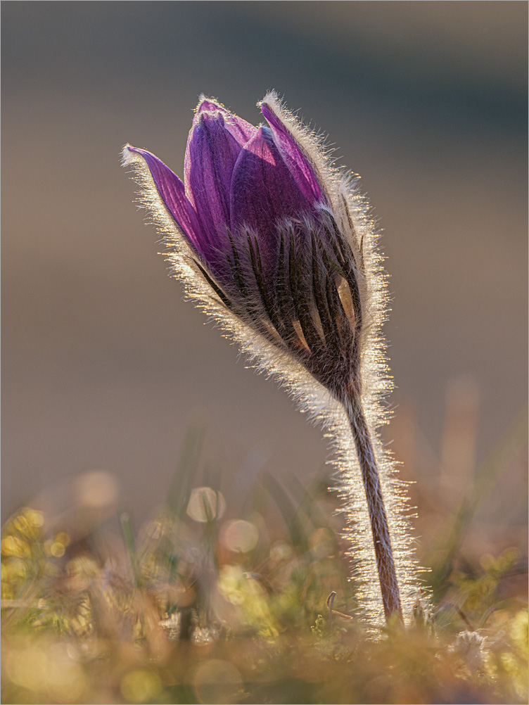 Pulsatilla