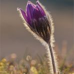 Pulsatilla