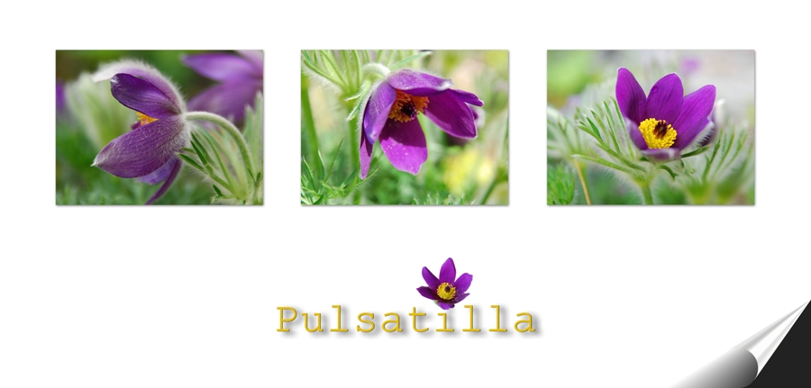 Pulsatilla