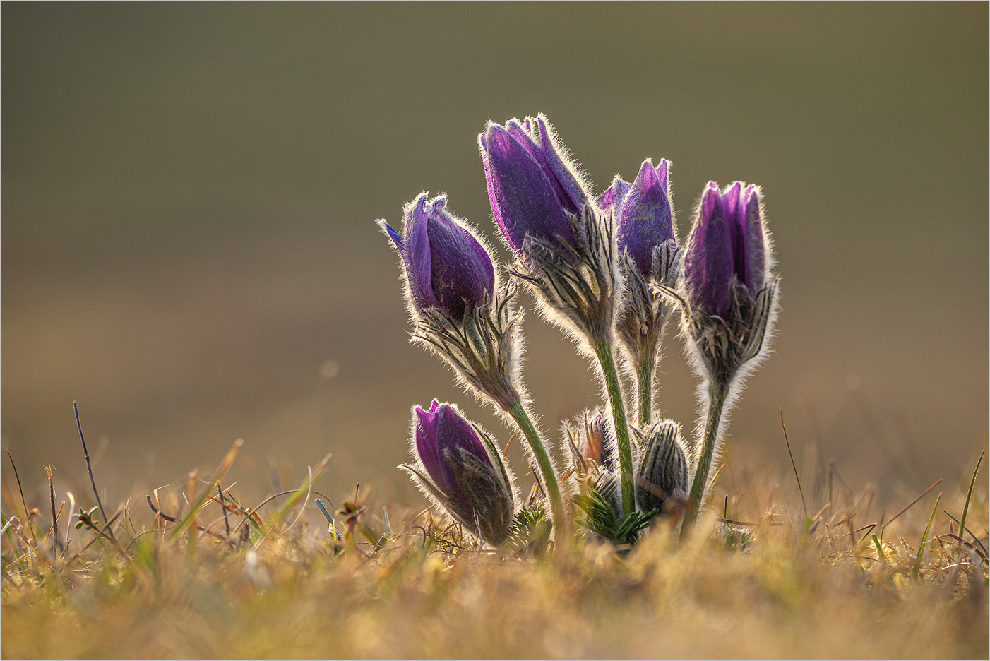 Pulsatilla