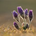 Pulsatilla