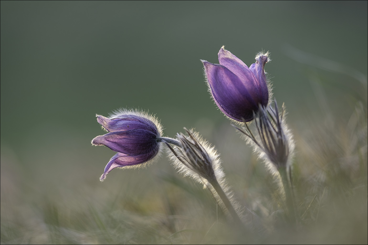 Pulsatilla