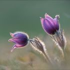 Pulsatilla