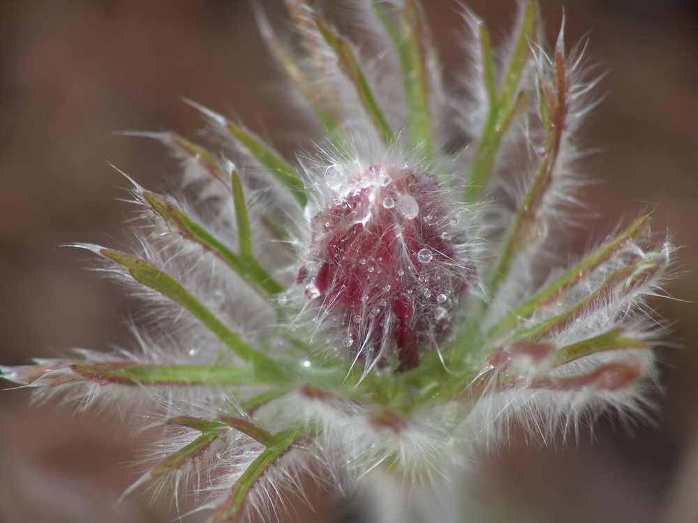 Pulsatilla