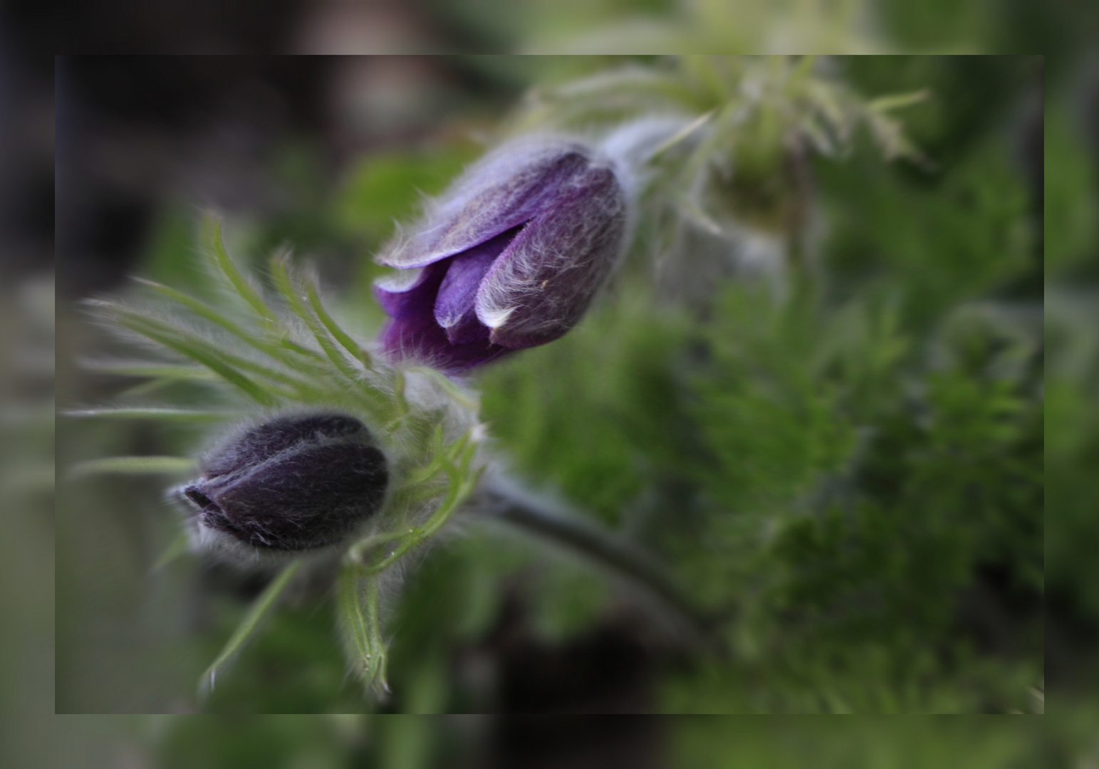 Pulsatilla 1