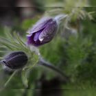 Pulsatilla 1