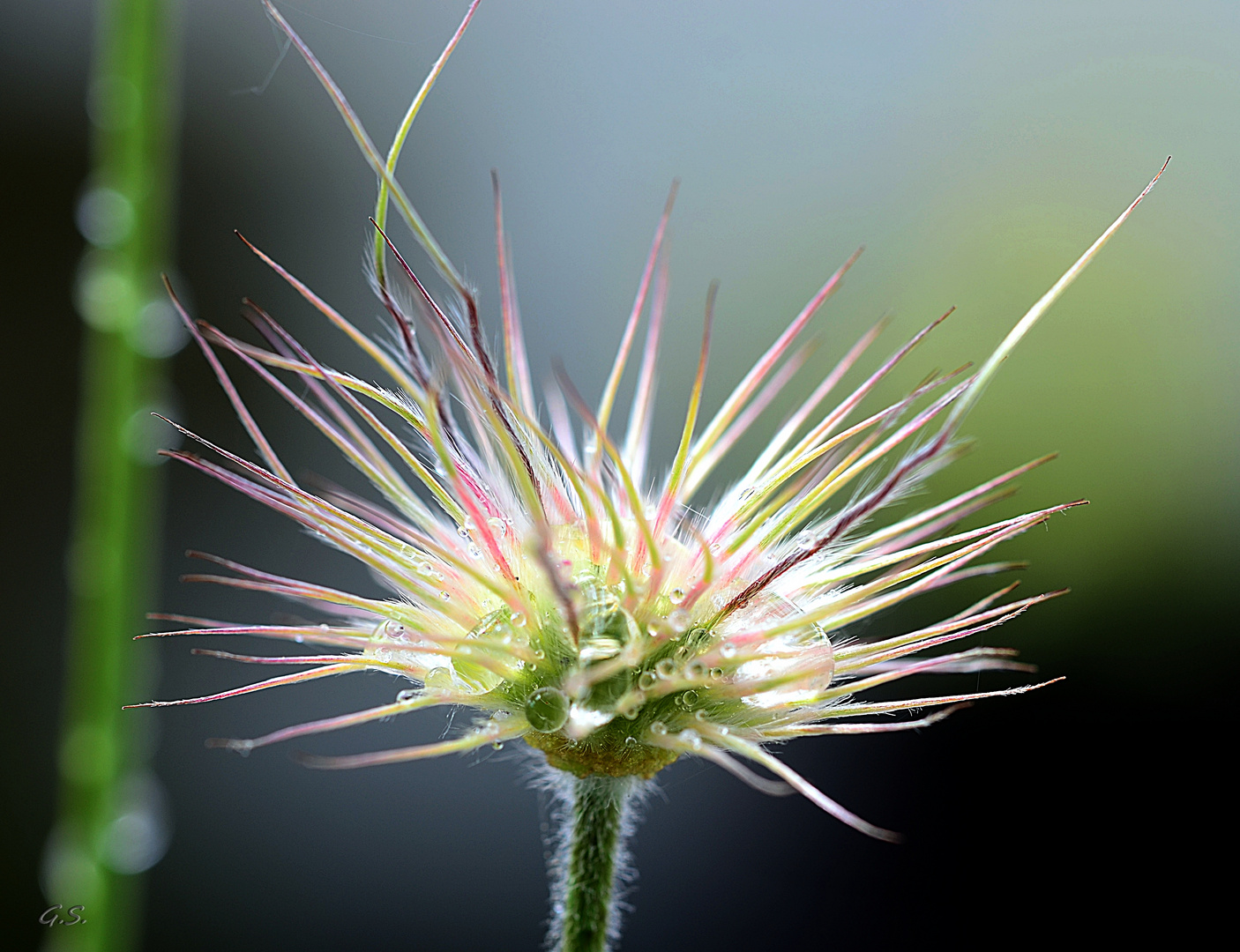 Pulsatilla