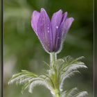 Pulsatilla