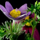 Pulsatilla