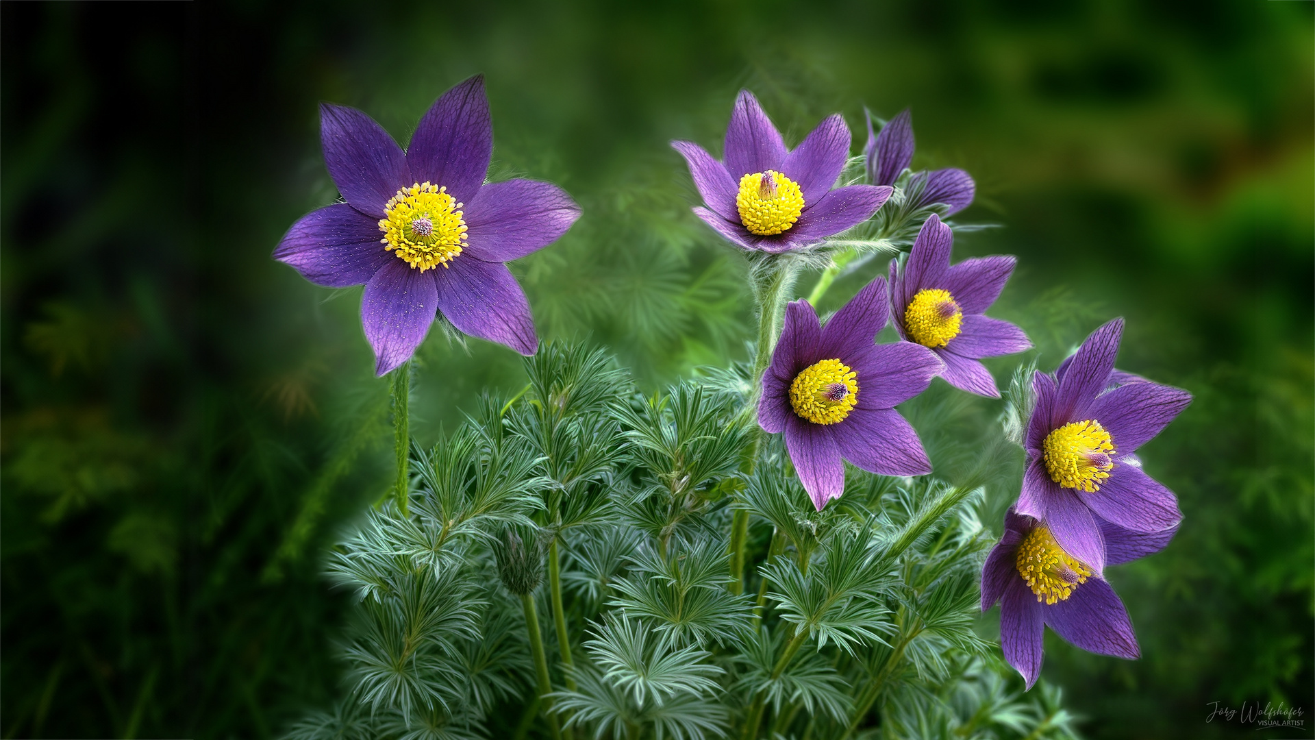 Pulsatilla