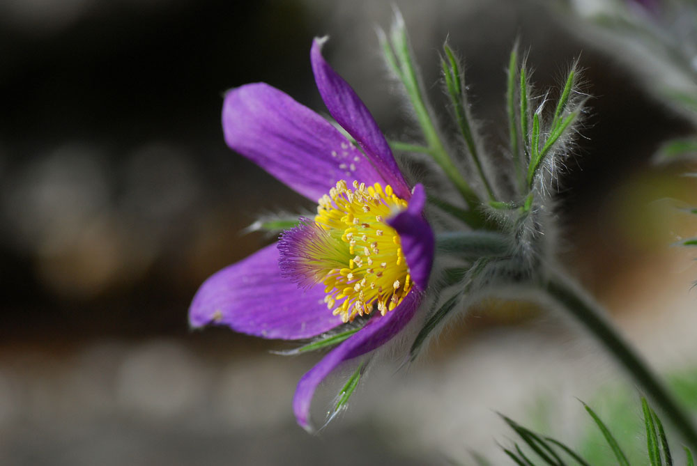 Pulsatilla