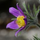 Pulsatilla