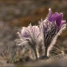 Pulsatilla