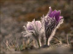 Pulsatilla