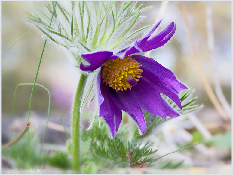 Pulsatilla 2013