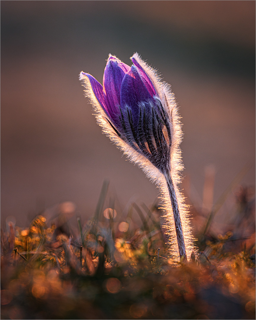 Pulsatilla