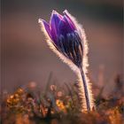 Pulsatilla