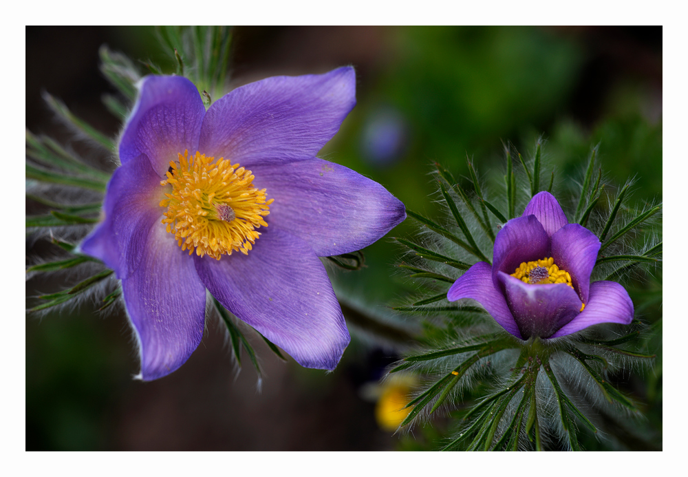 Pulsatilla