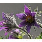 Pulsatilla...