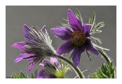 Pulsatilla...