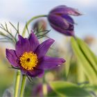 Pulsatilla