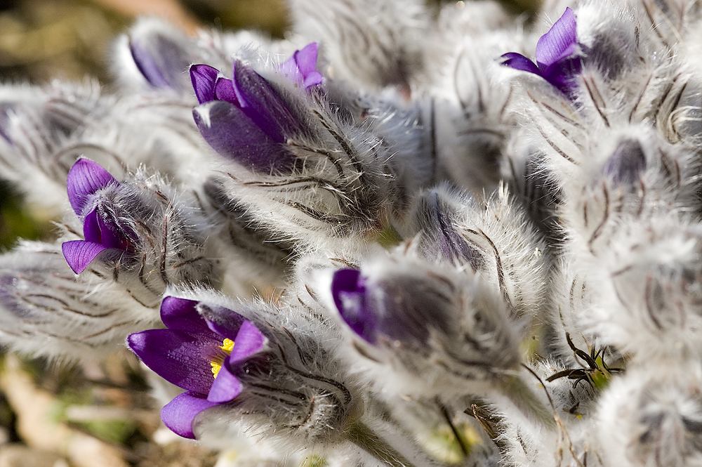 Pulsatilla