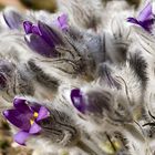 Pulsatilla