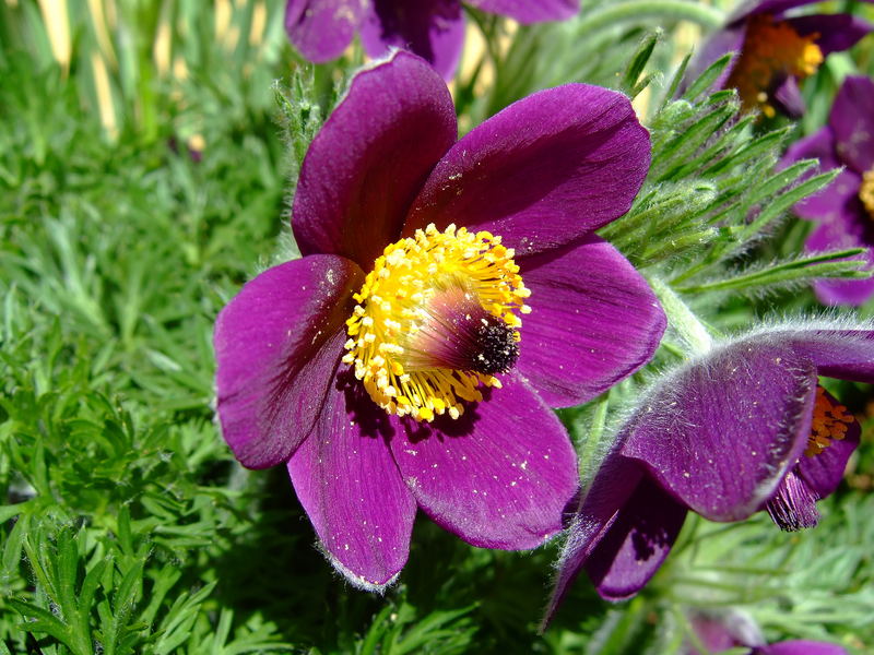 Pulsatilla