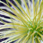 Pulsatilla