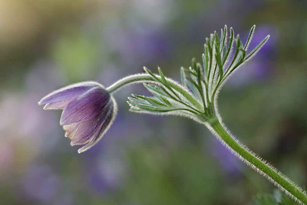 Pulsatilla