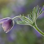 Pulsatilla