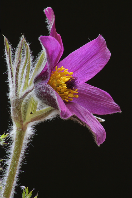 Pulsatilla