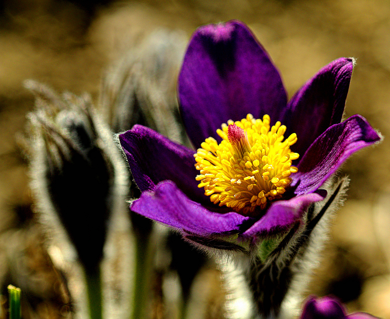 Pulsatilla