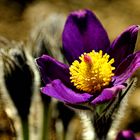 Pulsatilla