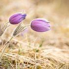 Pulsatilla