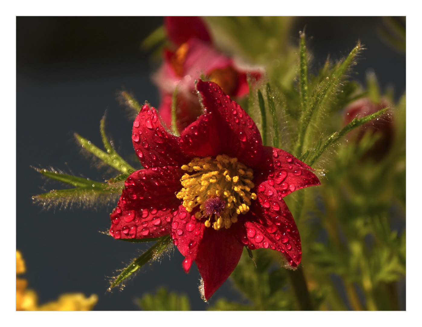 Pulsatilla