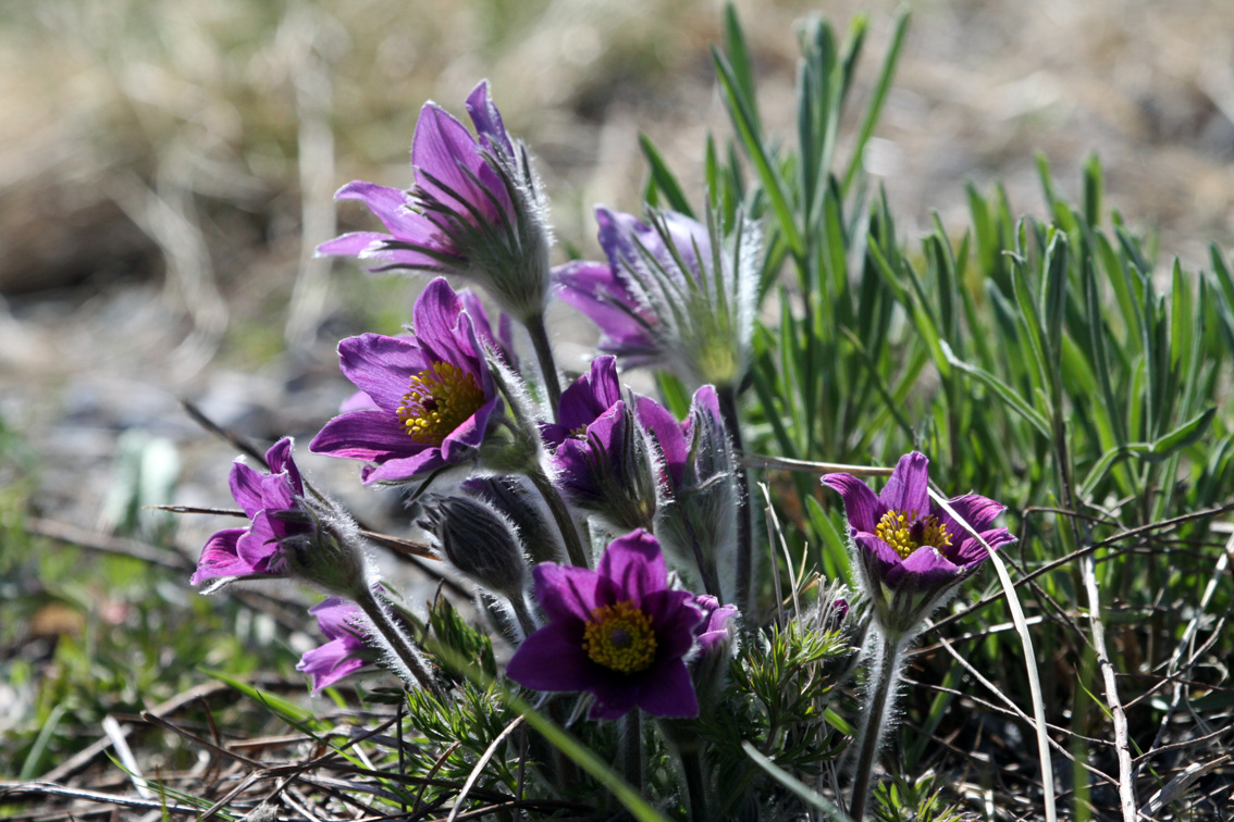 Pulsatilla