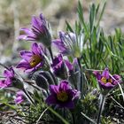 Pulsatilla