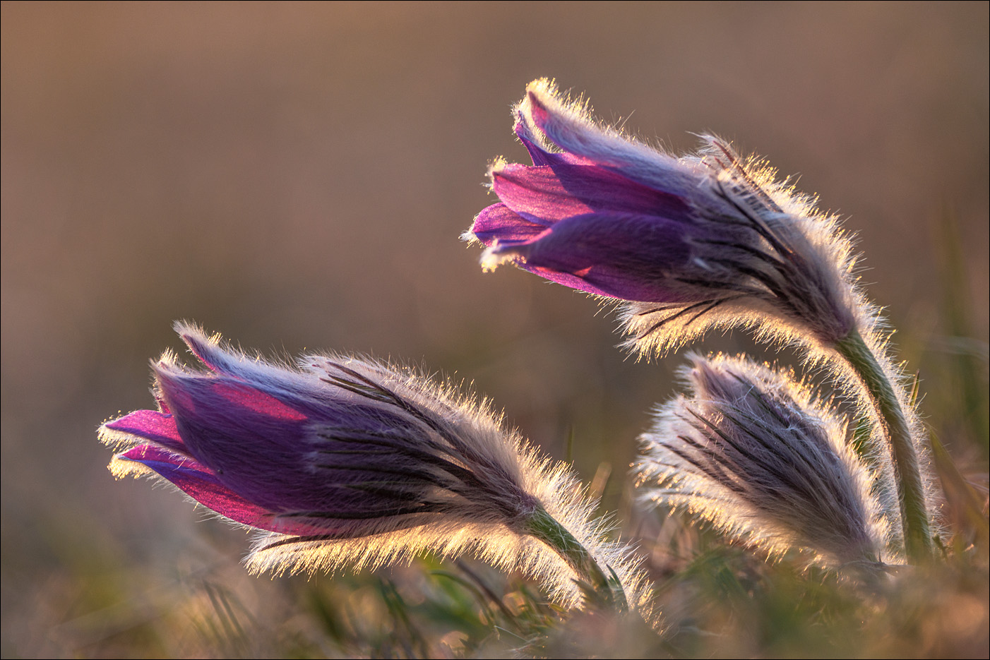 Pulsatilla