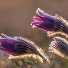 Pulsatilla