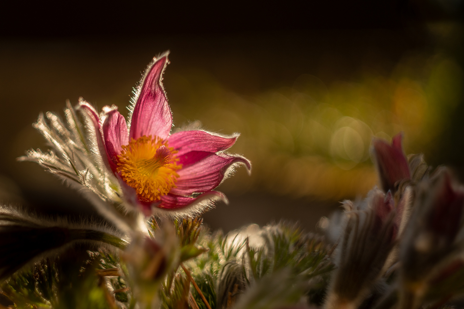 Pulsatilla