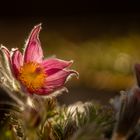 Pulsatilla